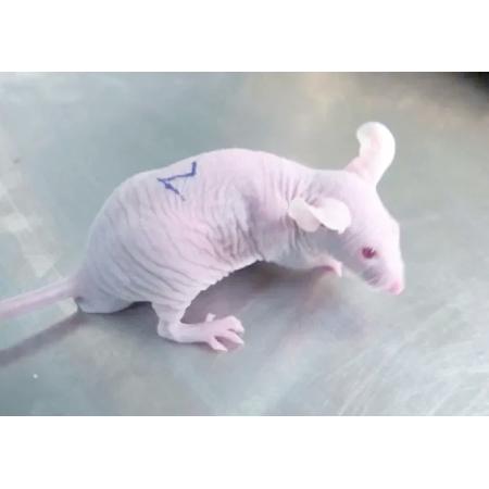 动物模型定制服务和检测