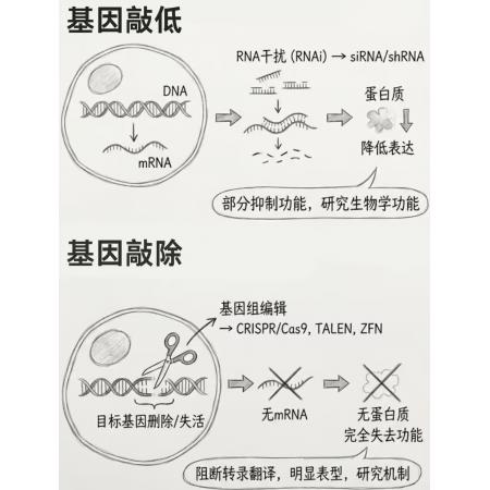 基因敲低细胞（KD Cells）/基因敲除细胞（KO Cells）
