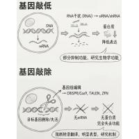 基因敲低细胞（KD Cells）/基因敲除细胞（KO Cells）